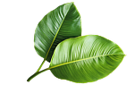 icon1 1