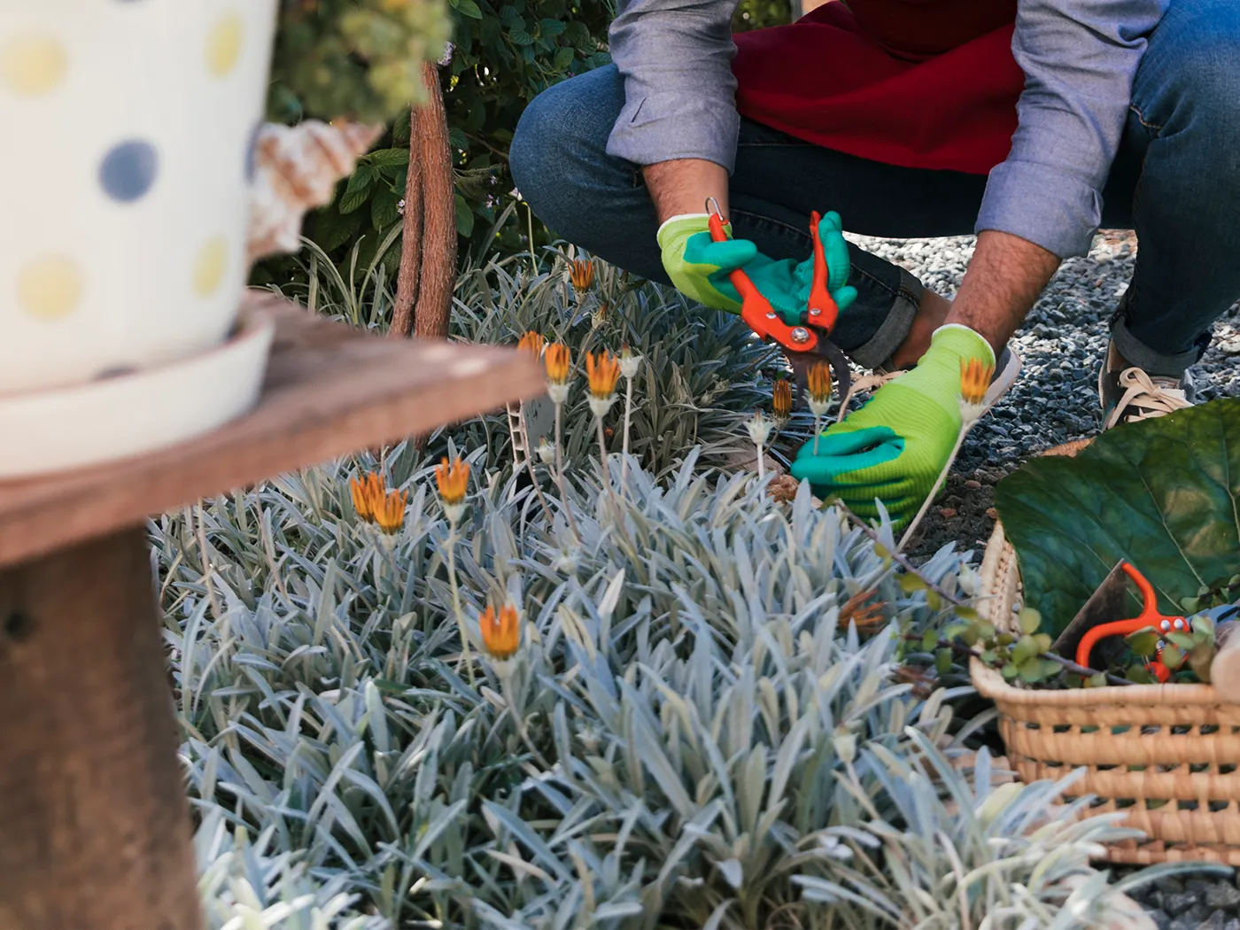 Planting and Garden Design Services